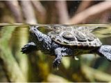 Male Texas Map Turtle for Sale A Guide to Caring for Diamondback Terrapins as Pets