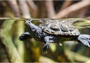 Male Texas Map Turtle for Sale A Guide to Caring for Diamondback Terrapins as Pets