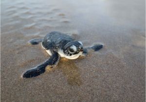 Male Texas Map Turtle for Sale Climate Change is Turning Green Sea Turtles Female that S A Problem
