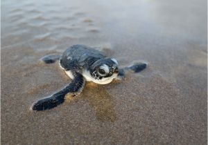 Male Texas Map Turtle for Sale Climate Change is Turning Green Sea Turtles Female that S A Problem