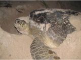 Male Texas Map Turtle for Sale Sea Turtles Of the Gulf Of Mexico Springerlink