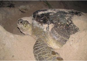 Male Texas Map Turtle for Sale Sea Turtles Of the Gulf Of Mexico Springerlink