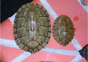 Male Texas Map Turtle for Sale Texas Map Turtle Care Business Ideas 2013