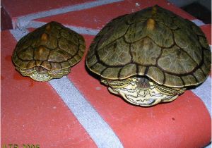 Male Texas Map Turtle for Sale Texas Map Turtle Care Business Ideas 2013