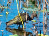 Map Of Anahuac Texas Anahuac National Wildlife Refuge 2019 All You Need to Know before