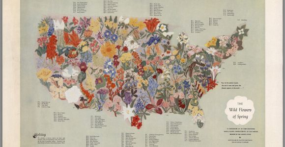 Map Of Europe 1955 A Midcentury Map Of American Wildflowers Wildflower