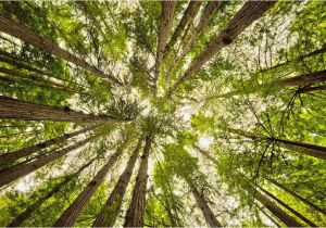 Map Of Muir Woods California Muir Woods How to See the Big Trees Near San Francisco