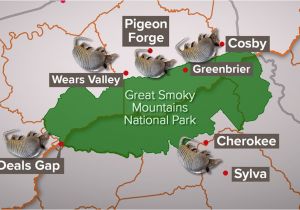 Map Of Pigeon forge Tennessee Armadillos Spread In East Tn Surround Smokies Wbir Com