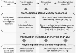 Memory Map France Frontiers Dehydration Stress Memory Gene Networks Linked to