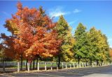 Michigan Fall Colors Map Fall Foliage tours In Michigan