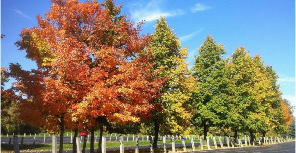 Michigan Fall Colors Map Fall Foliage tours In Michigan