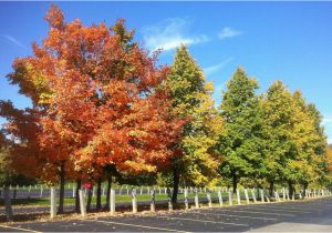 Michigan Fall Foliage Map Fall Foliage tours In Michigan