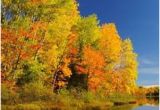 Michigan Leaf Color Map 49 Best Wisconsin S Fall Color Images Wisconsin Wisconsin Fall