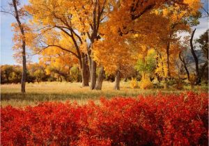 Michigan Leaf Color Map A State by State Guide to Fall Colors