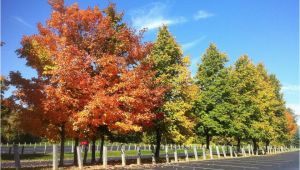 Michigan Leaf Color Map Fall Foliage tours In Michigan