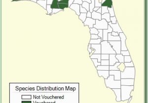 Minnesota Ginseng Map Carex Vulpinoidea Species Page isb atlas Of Florida Plants
