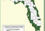 Minnesota Ginseng Map Suaeda Linearis Species Page isb atlas Of Florida Plants