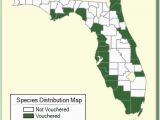 Minnesota Ginseng Map Suaeda Linearis Species Page isb atlas Of Florida Plants