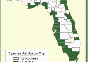 Minnesota Ginseng Map Suaeda Linearis Species Page isb atlas Of Florida Plants