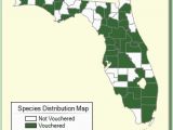 Minnesota Ginseng Map Vallisneria Americana Species Page isb atlas Of Florida Plants