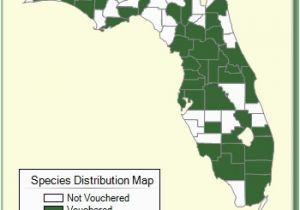 Minnesota Ginseng Map Vallisneria Americana Species Page isb atlas Of Florida Plants