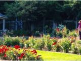 Minnesota Landscape Arboretum Map Rose Garden at Minnesota Landscape Arboretum Picture Of Minnesota