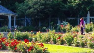 Minnesota Landscape Arboretum Map Rose Garden at Minnesota Landscape Arboretum Picture Of Minnesota