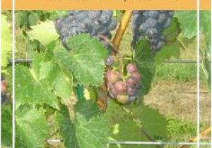 Minnesota Vineyards Map 48 Best Minnesota Wineries Www Minnesotawinepassport Com Images