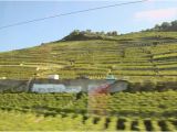 Minnesota Vineyards Map Lavaux Vineyard Terraces Map at the Train Station Picture Of