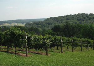 Minnesota Vineyards Map these 20 Beautiful Wineries In Minnesota are A Must Visit for