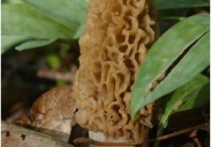 Morel Mushrooms Michigan Map 23 Best Moral Mushrooms Images On Pinterest In 2018 Mushroom