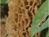 Morel Mushrooms Michigan Map 23 Best Moral Mushrooms Images On Pinterest In 2018 Mushroom