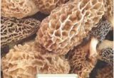 Morel Mushrooms Michigan Map 733 Best A Study Of Morel Mushrooms Images In 2019 Stuff Mushrooms