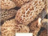 Morel Mushrooms Michigan Map 733 Best A Study Of Morel Mushrooms Images In 2019 Stuff Mushrooms