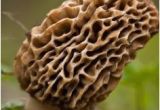 Morel Mushrooms Michigan Map 733 Best A Study Of Morel Mushrooms Images In 2019 Stuff Mushrooms