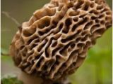 Morel Mushrooms Michigan Map 733 Best A Study Of Morel Mushrooms Images In 2019 Stuff Mushrooms