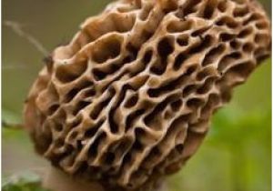 Morel Mushrooms Michigan Map 733 Best A Study Of Morel Mushrooms Images In 2019 Stuff Mushrooms