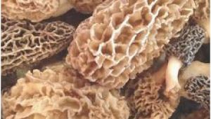 Morel Mushrooms Michigan Map 733 Best A Study Of Morel Mushrooms Images In 2019 Stuff Mushrooms