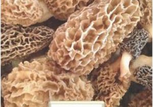 Morel Mushrooms Michigan Map 733 Best A Study Of Morel Mushrooms Images In 2019 Stuff Mushrooms