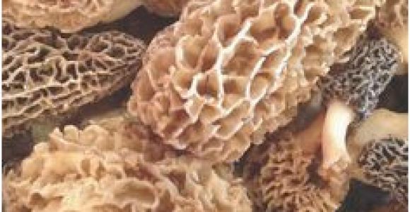 Morel Mushrooms Michigan Map 733 Best A Study Of Morel Mushrooms Images In 2019 Stuff Mushrooms