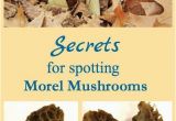 Morel Mushrooms Michigan Map Secrets for Spotting Morel Mushrooms Pinterest Mushrooms