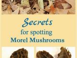 Morel Mushrooms Michigan Map Secrets for Spotting Morel Mushrooms Pinterest Mushrooms