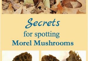 Morel Mushrooms Michigan Map Secrets for Spotting Morel Mushrooms Pinterest Mushrooms