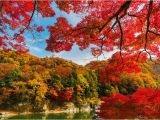 New England Fall Foliage Map A Complete Fall Color and Autumn Leaf Viewing Guide