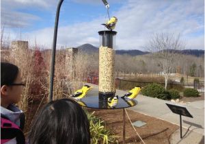 North Carolina Arboretum Map Lego Gold Finches Picture Of the north Carolina Arboretum