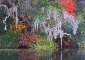 North Carolina Fall Foliage Map Fall Foliage Peak Periods In the southeast