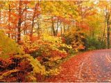 North Carolina Fall Foliage Map where when to See Peak Fall Foliage for Nc