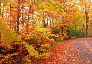 North Carolina Fall Foliage Map where when to See Peak Fall Foliage for Nc