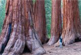 Northern California Redwoods Map California Redwood forests where to See the Big Trees