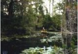 Okefenokee Swamp Map Of Georgia 44 Best Okefenokee Swamp Ga Images On Pinterest Georgia On My Mind